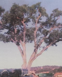 The oak tree that will be removed.